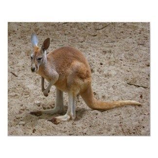 KANGAROO CATCHERS