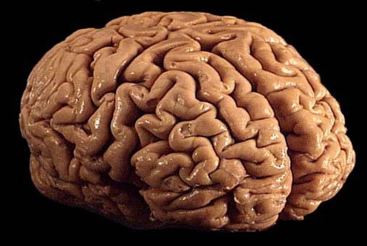 MEN&#039;S BRAINS 