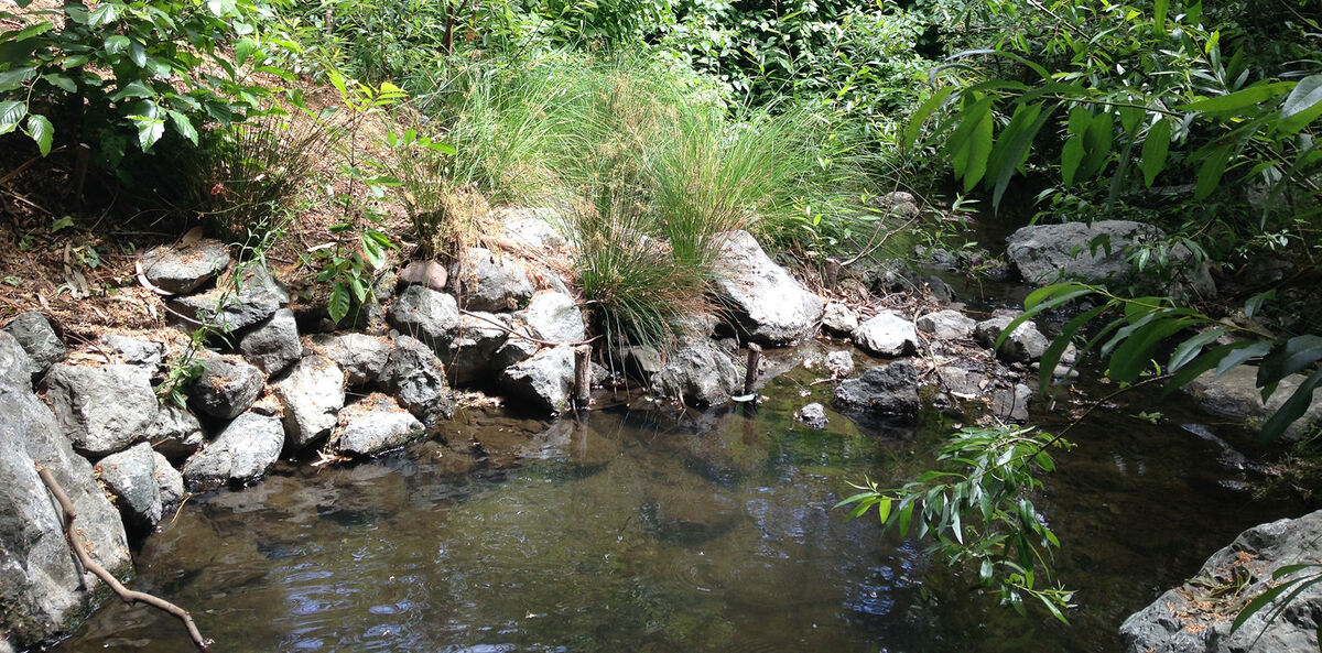 The Creek