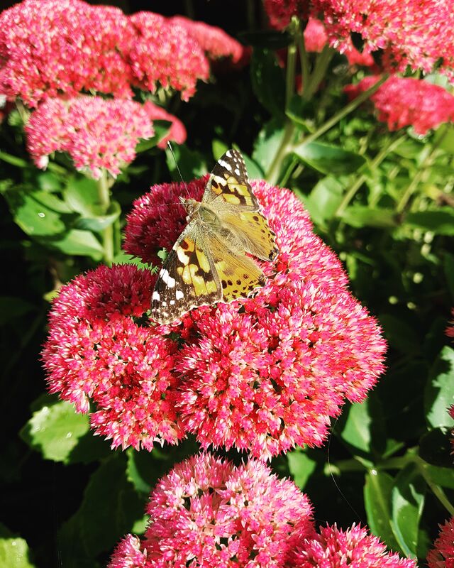 Butterflies In a hurricane 