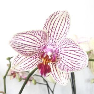 Orchid...