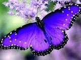 Lauren Dorf gives me Butterflies GT CHALLENGE FOR LAUREN DORF