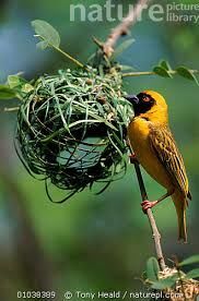 Weaver Bird