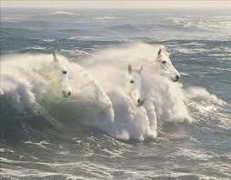 White horses