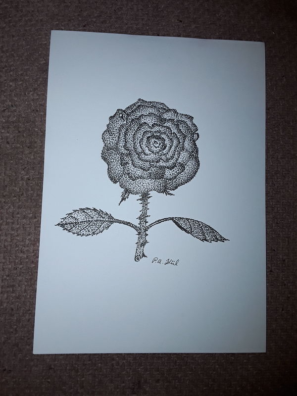 Spring rose