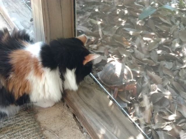 The Tortoise And The Cat 