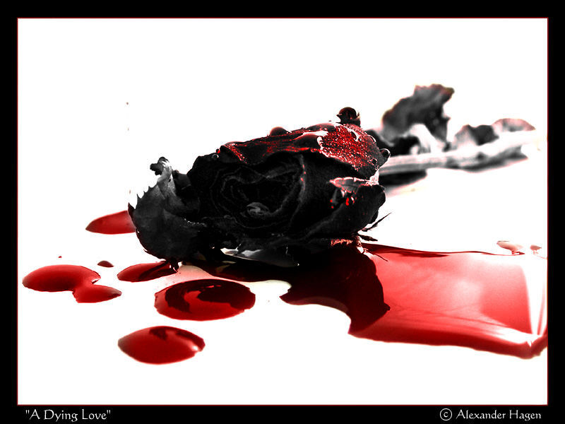 Blood 