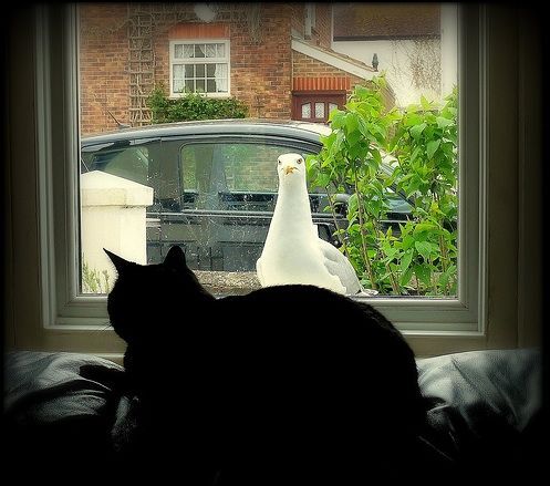 Bird at the window/Cat at the door