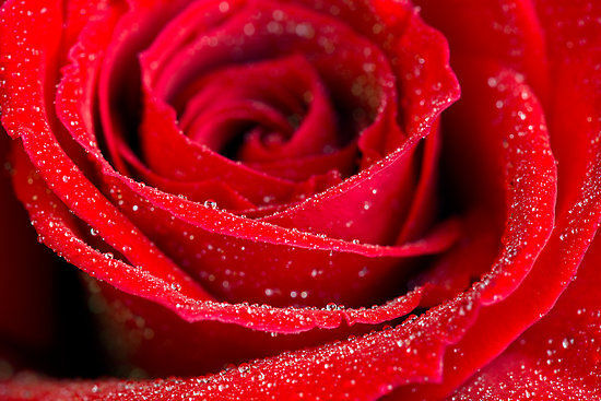 A Rose Stands Beside