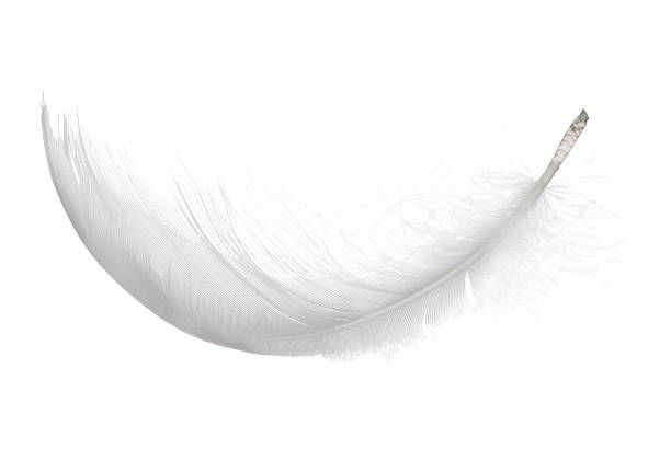 Where is Feathers