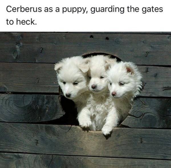 Cerberus
