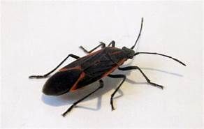 I AM BUG