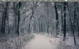 If You Go Down In The Woods