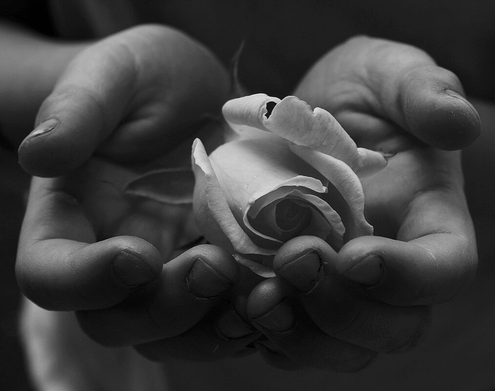 Roses For Elise