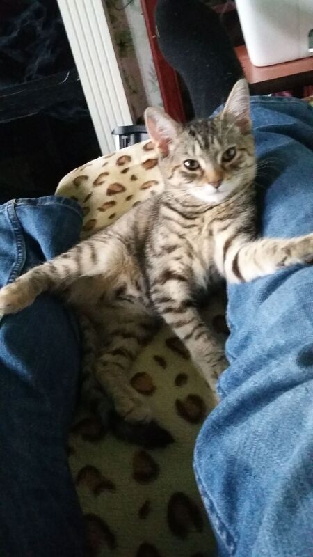 I Envy Our Cat