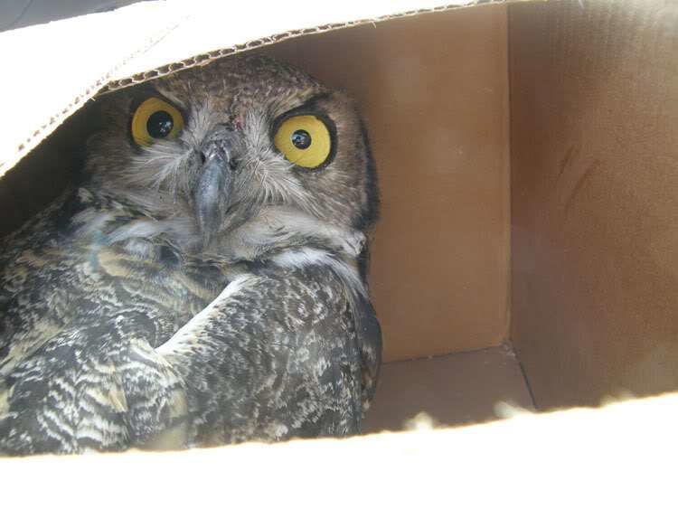 Bird In A Box