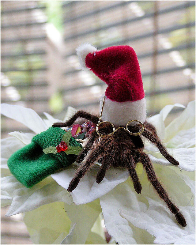 Dr. Tarantula 