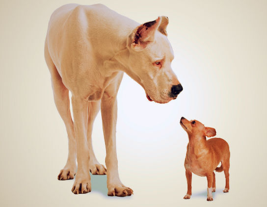 Size Doesn't Matter