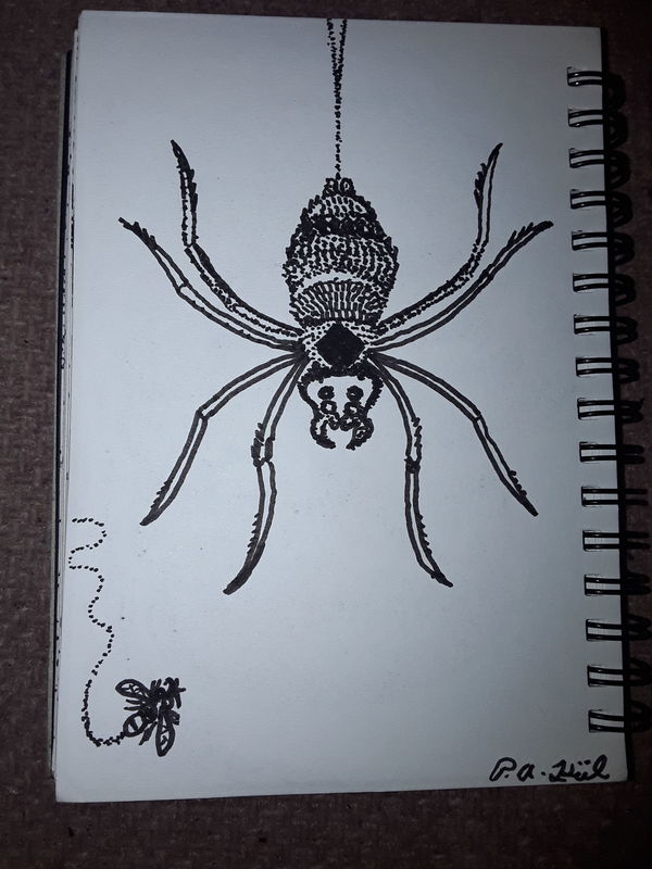 Spider