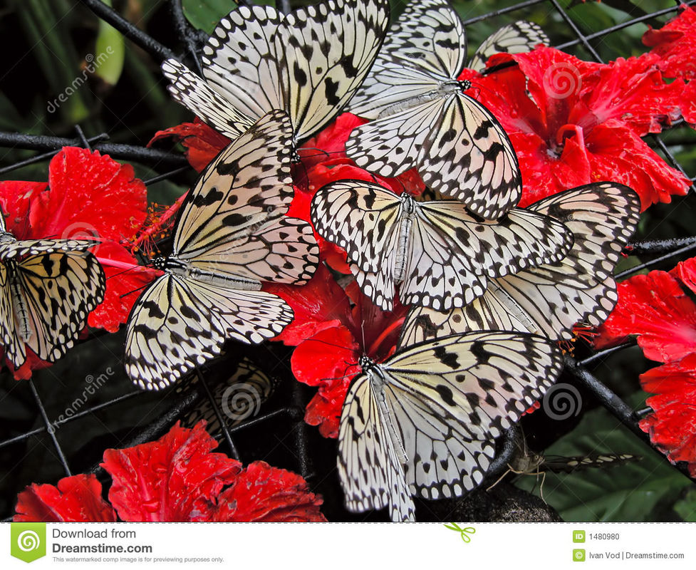Butterflies