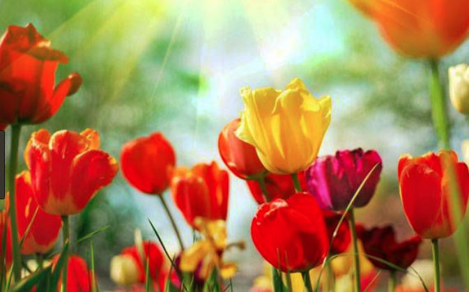 Love Is A Springtime Thing
