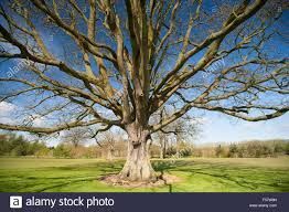 A lifeless Snag
