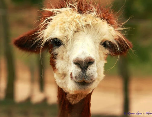 Have You Hugged A Llama Today?