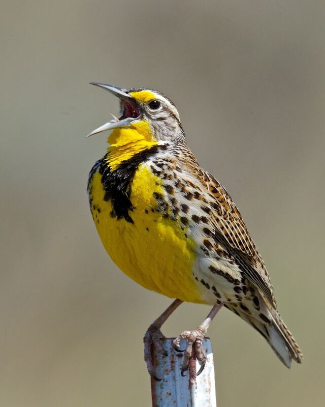 Meadowlark