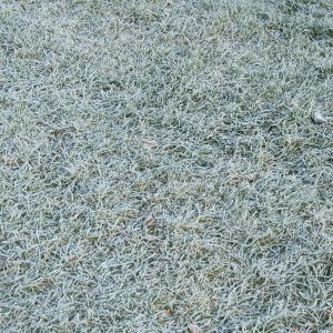 Frost