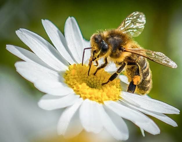 Life Of A Bee