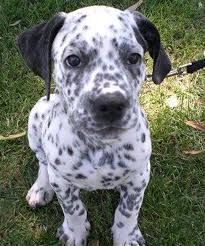 Reflecting On Thy Long Doggone Pooch -