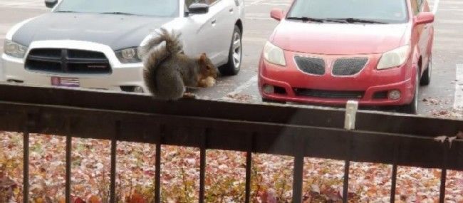 Squirreling It Away