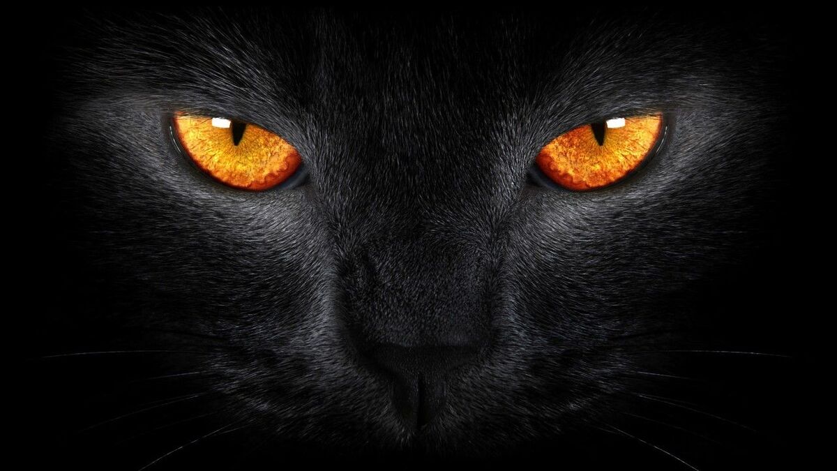 More Lives Than A Cat
