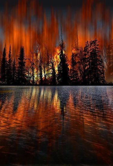 Forest fire