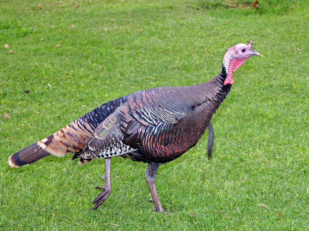 I AM A TURKEY