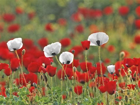 White Poppies