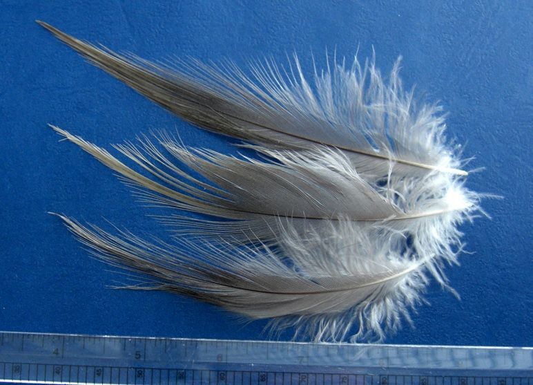 Feathers