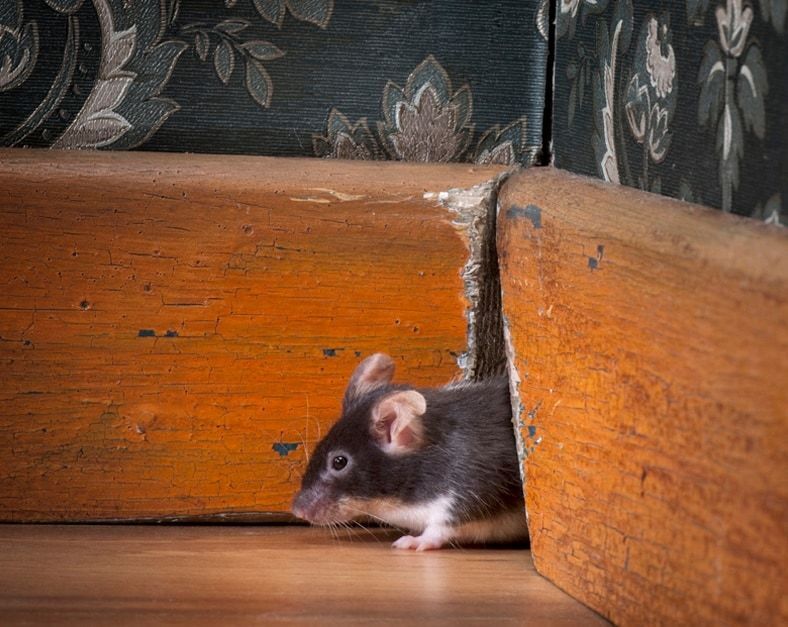THE MOUSE IN MY HOUSE