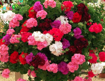 Kicking Up Geraniums