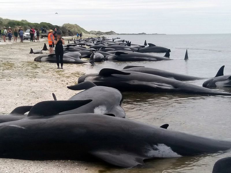 HUNTING THE WHALE