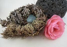 Rose Of Jericho