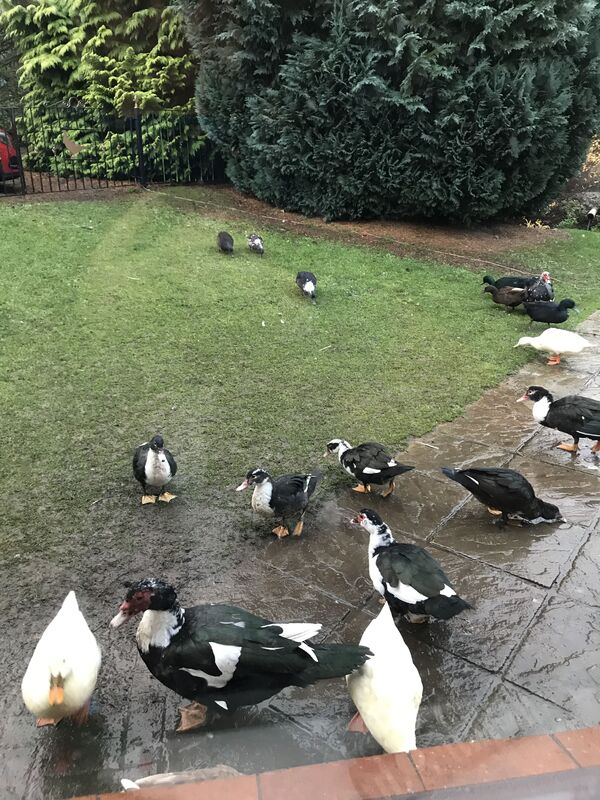 Our pet ducks???