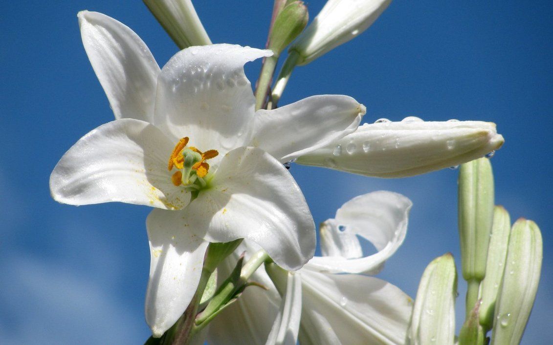 Madonna Lily