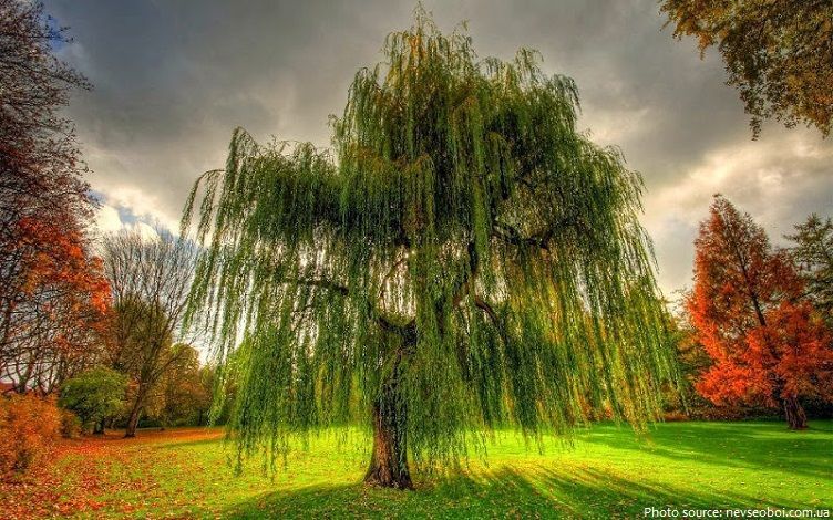 The willow tree