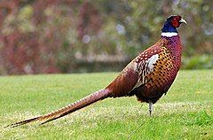 Our common pheasant