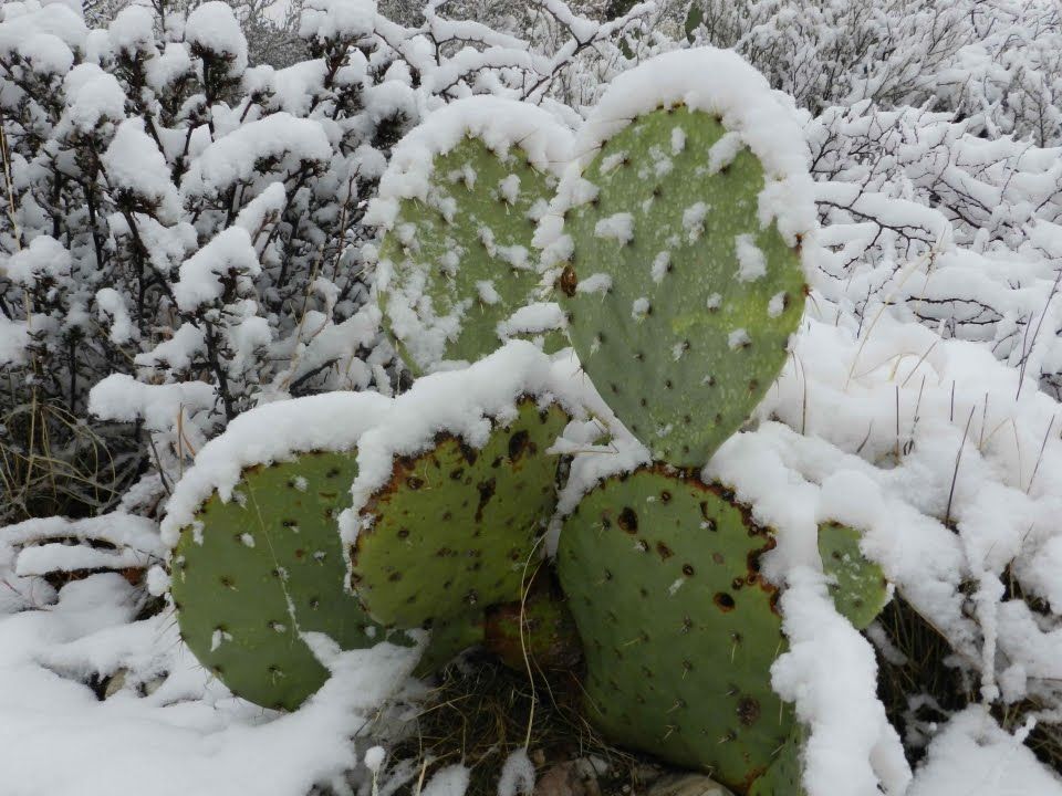 A Desert Plant in a Canadian Winter