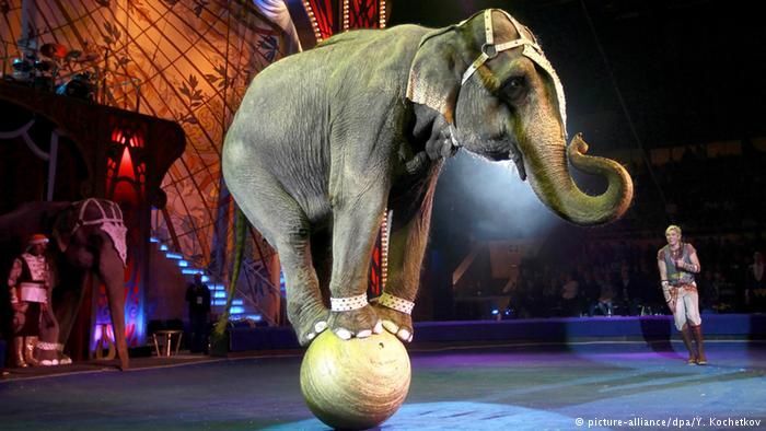 The African elephant ?