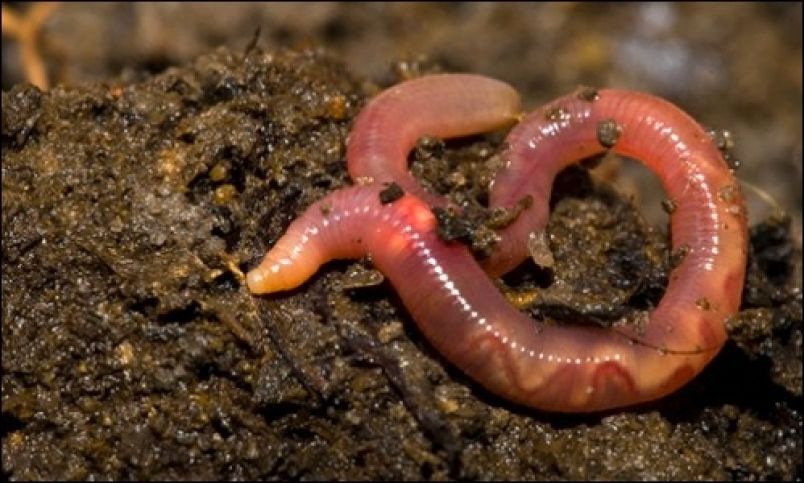 PAUL THE EARTHWORM