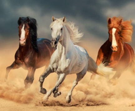 The Majesty Of The Horse
