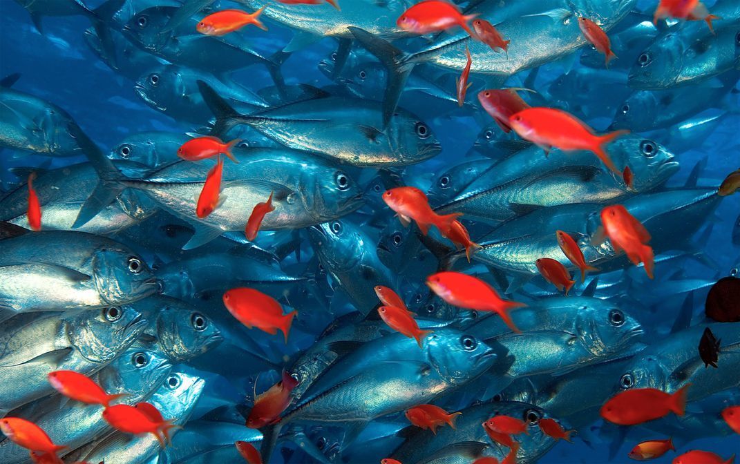 Contrasting fish